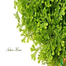 Tranh giấy dán tường phòng ngủ đẹp tại Hà Nội FW - 020